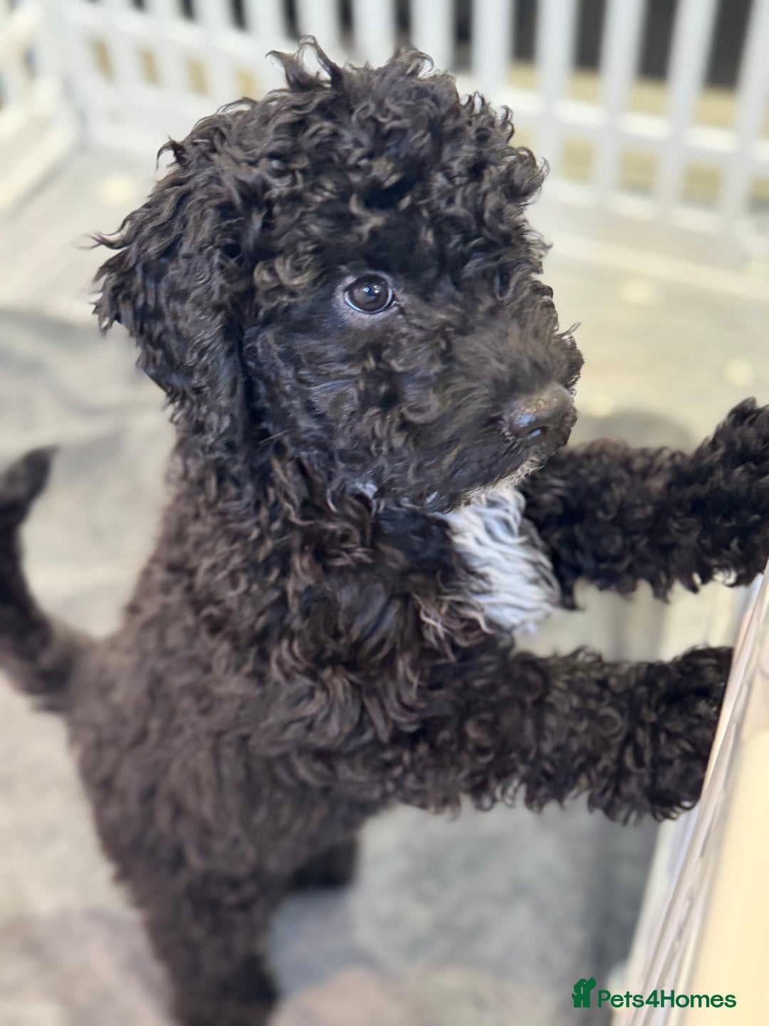 Cockapoo dogs for sale: Beautiful Cockapoos Full Health Tested  - Image 15