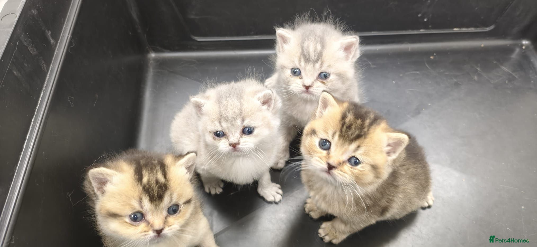 British Shorthair cats GCCF Bi-colour kittens with blue eyes - Advert 12