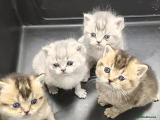 British Shorthair cats GCCF Bi-colour kittens with blue eyes - Advert 3