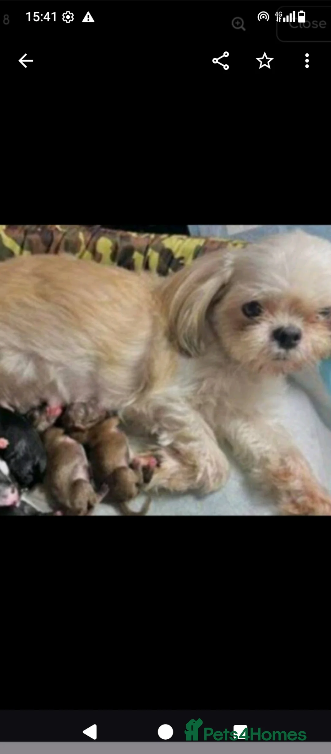 Shih Tzu dogs for sale: Beautiful shih tzu boys  - Advert 1