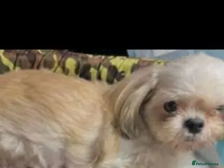 Shih Tzu dogs Beautiful shih tzu boys - Advert 1