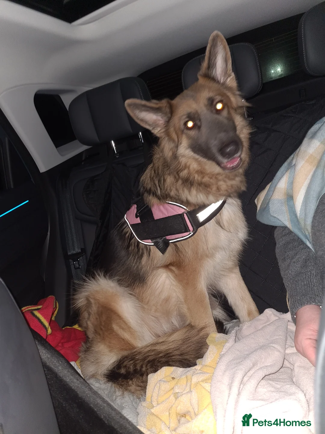 German Shepherd dogs for sale: 6 month old german shepherd for sale - Advert 2