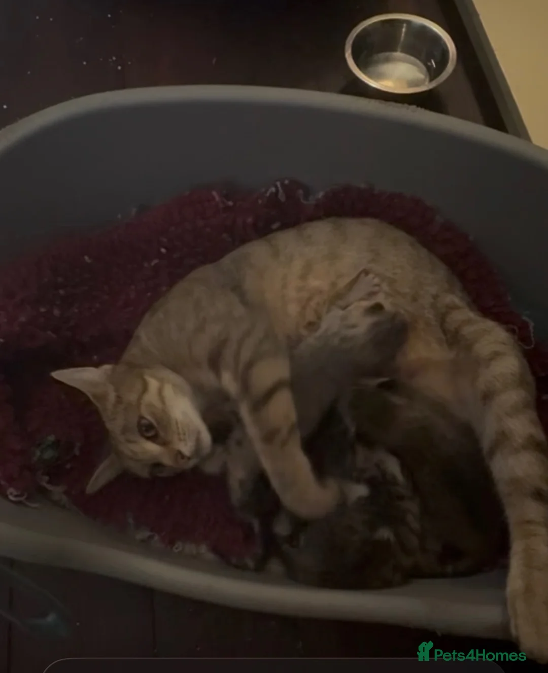 Mixed Breed cats for sale: Beautiful friendly tabby kittens  in Evesham - Advert 10