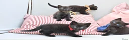 British Shorthair cats for sale: 5 Bundles of Love - Persian x BSH kittens  - Advert 3
