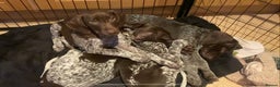 German Shorthaired Pointer dogs for sale: PERFECT TOP DOG £3500 - Advert 3