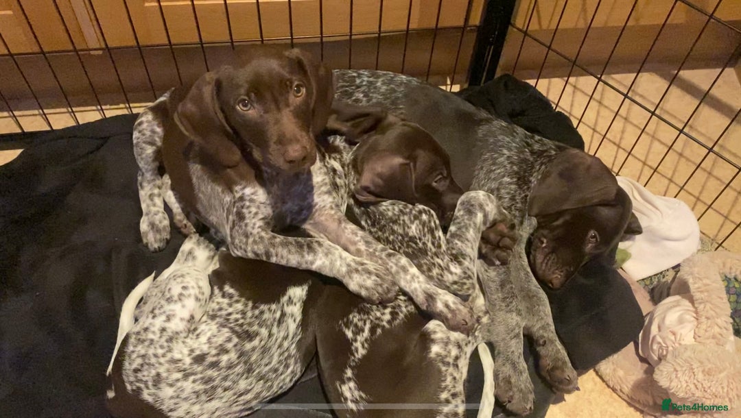 German Shorthaired Pointer dogs for sale: PERFECT TOP DOG £3500 - Advert 3
