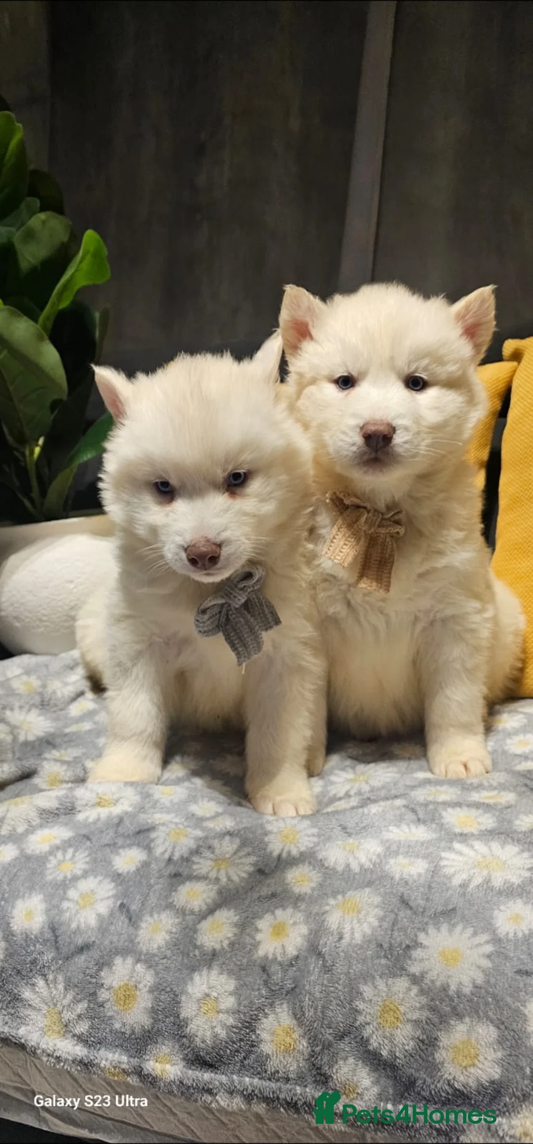 Siberian Husky dogs for sale: Wooly Siberian huskies - fully vaccinated  - Advert 5