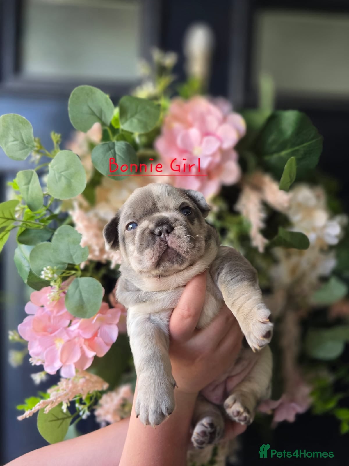 French Bulldog dogs Stunning little of French Bulldog puppies  - Advert 1