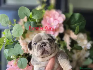 French Bulldog dogs Stunning little of French Bulldog puppies - Advert 1