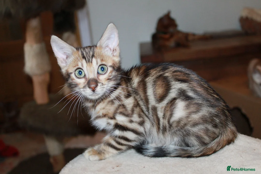 Bengal cats for sale: One Brown Rosette Male Bengal Left! - Advert 1