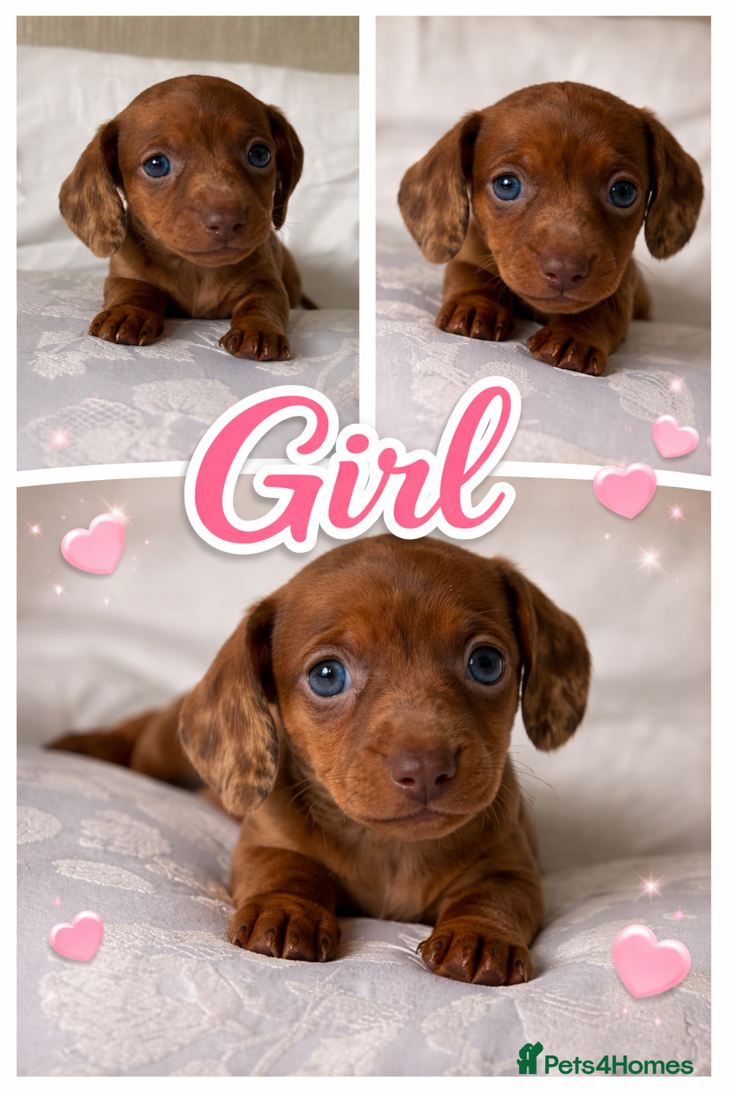 Miniature Dachshund dogs KC champion bloodline PRA clear minature dachshund - Advert 1