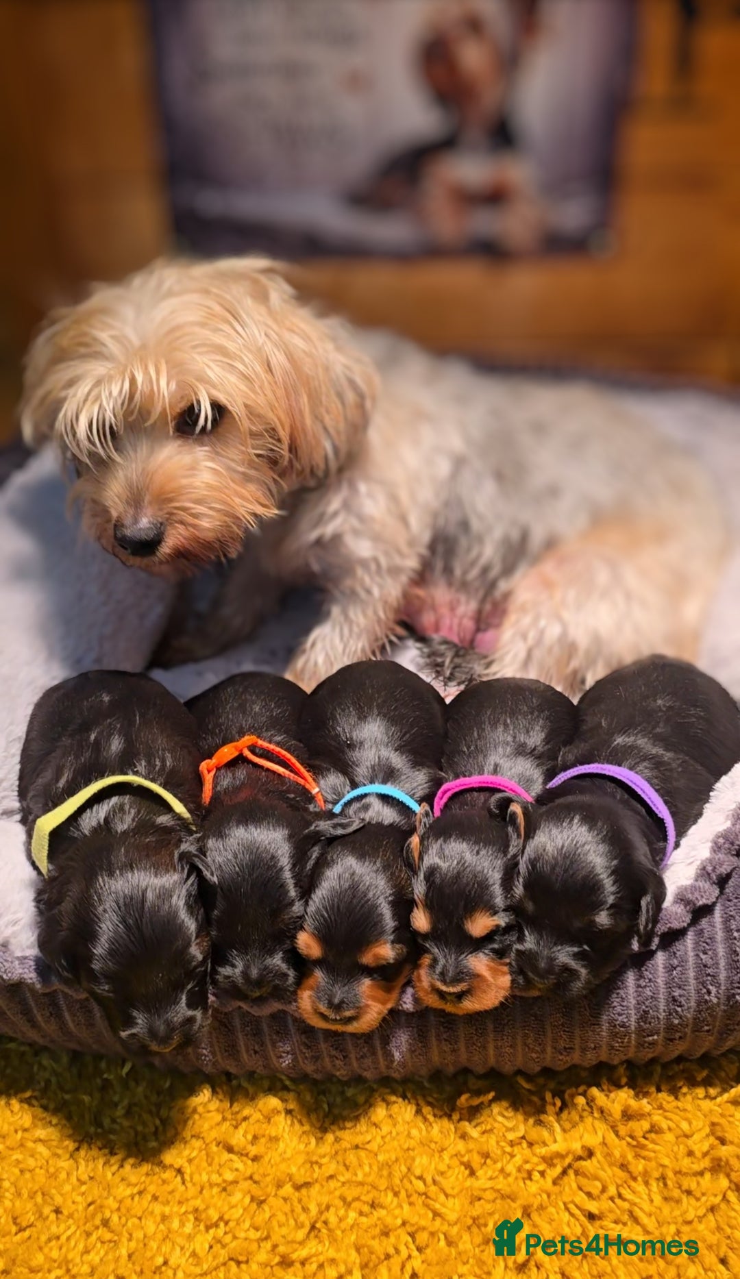 Yorkiepoo dogs for sale: GENUINE F1 YORKIEPOO PUPPIES  - Advert 10