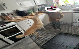 Mixed Breed dogs for sale: Re homing due to change in circumstances  - Image 3