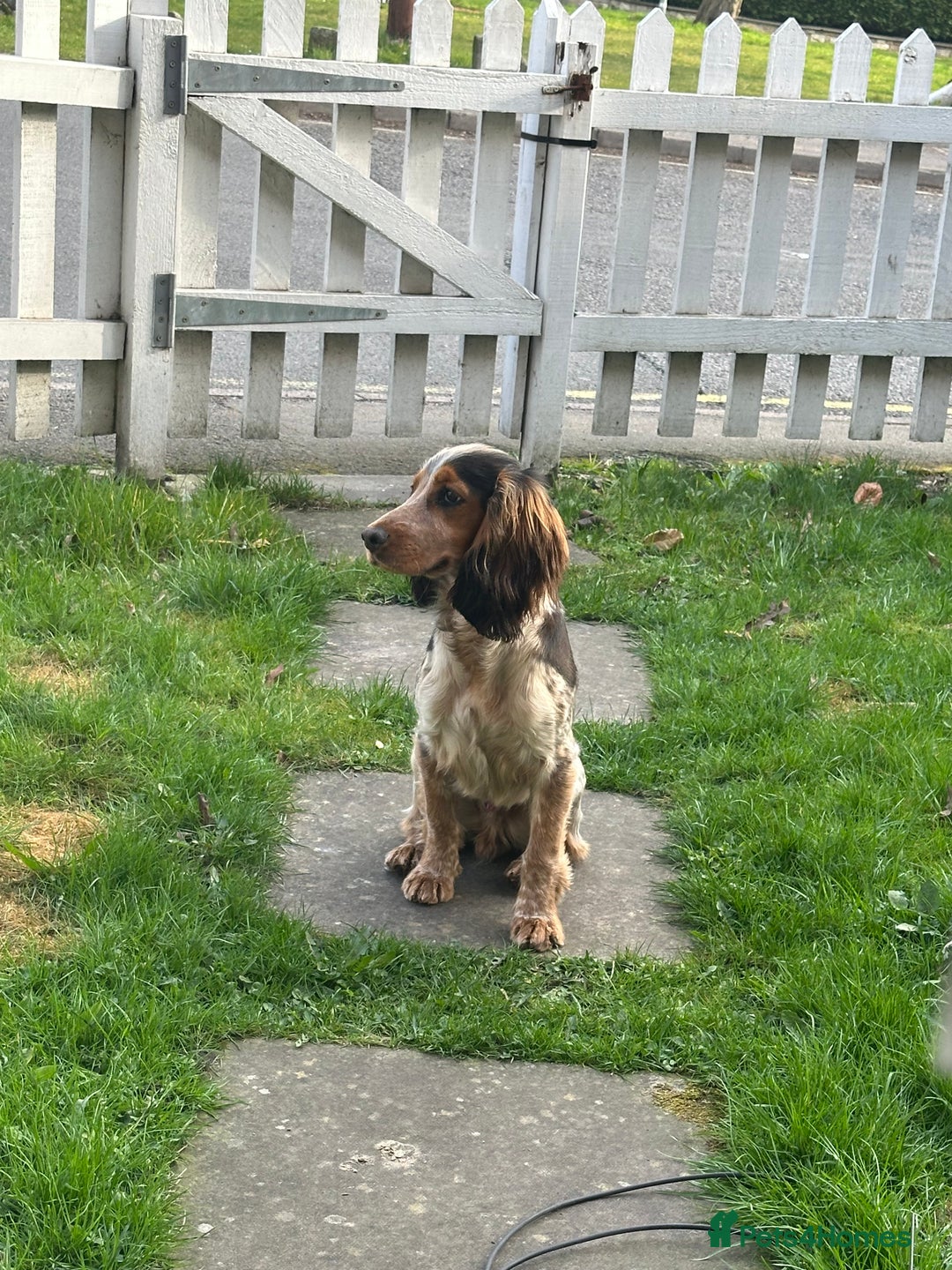 Cocker Spaniel dogs for stud: Male Cocker spaniel for Stud   - Advert 9