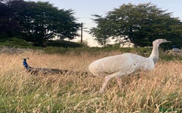 Mixed Breed livestock for sale: White Rhea Chicks & Hatching Rhea Eggs - Image 4