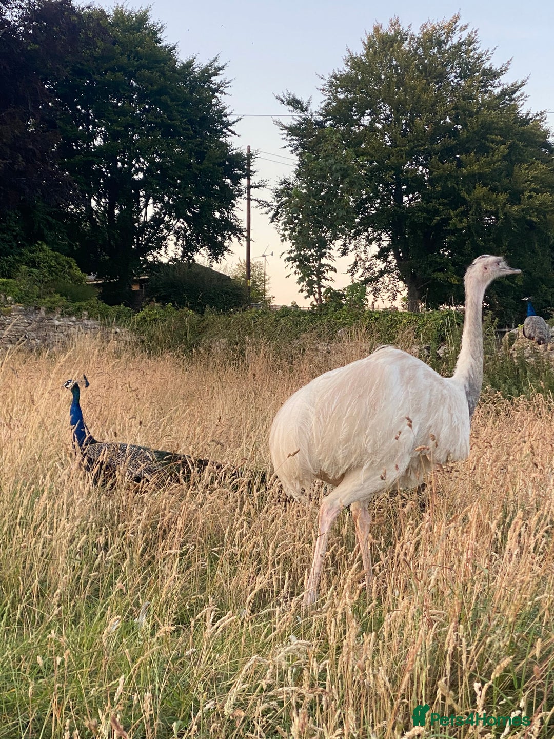 Mixed Breed livestock for sale: White Rhea Chicks & Hatching Rhea Eggs - Image 4