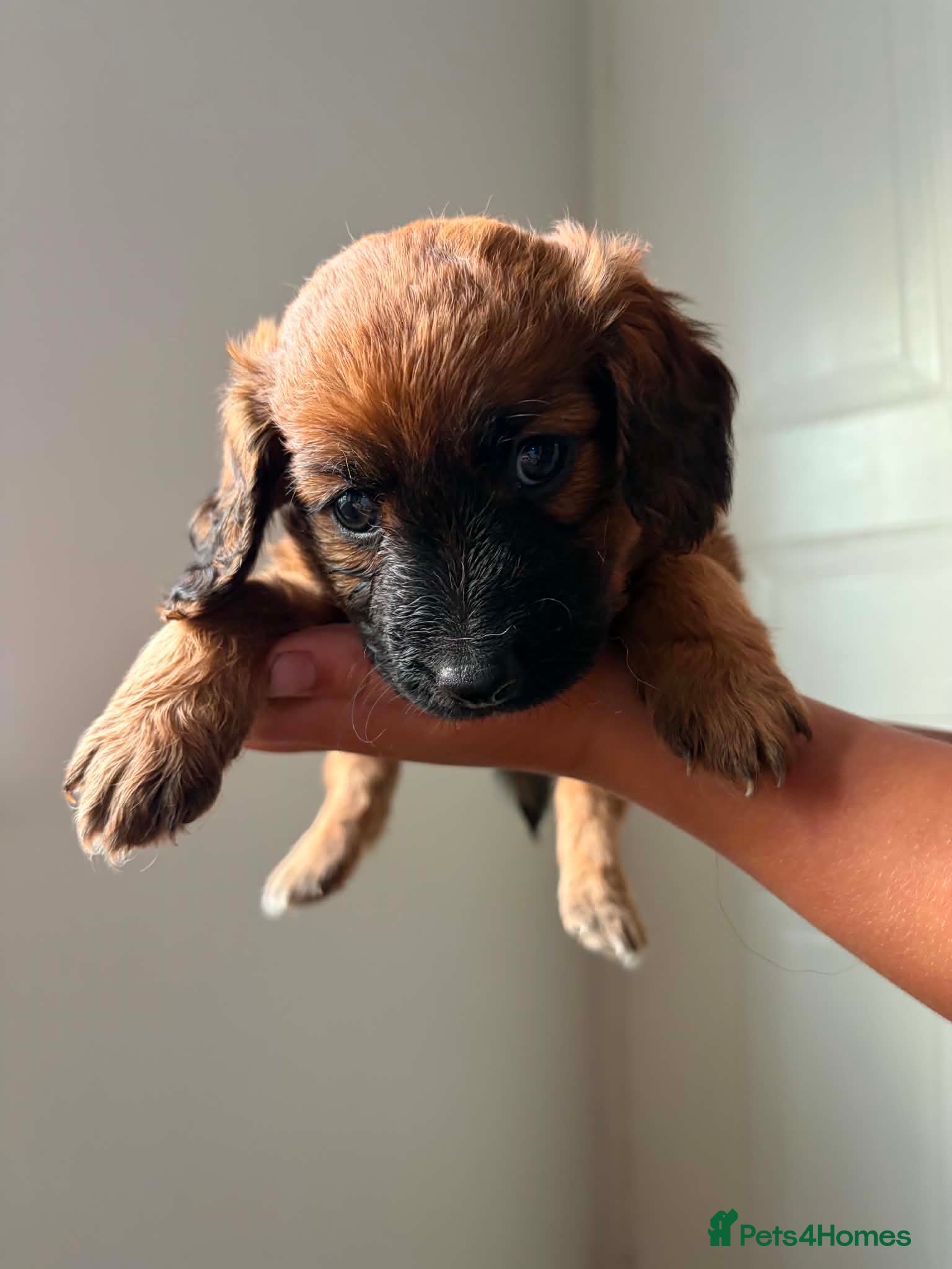 Mixed Breed dogs Patterdale x cocker spaniel pups  - Advert 1