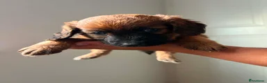 Mixed Breed 4