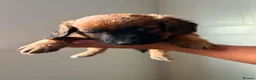 Mixed Breed dogs for sale: Patterdale x cocker spaniel pups  in Worksop - Advert 1