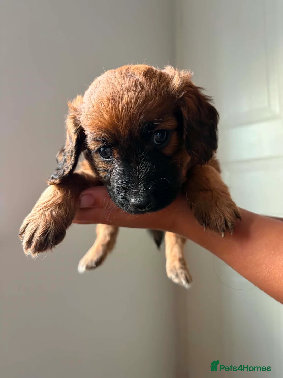 Mixed Breed dogs for sale: Patterdale x cocker spaniel pups  in Worksop - Advert 1