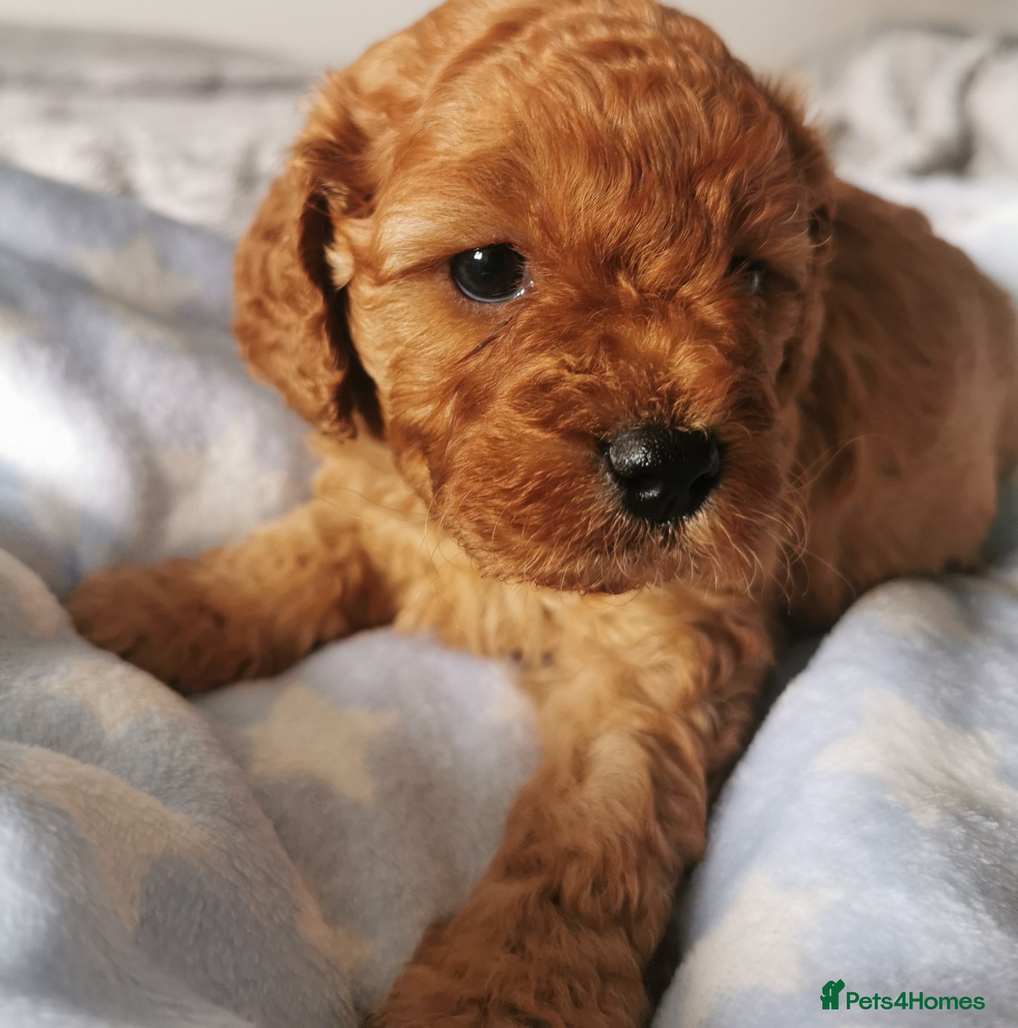 Cavapoo dogs EXTENSIVELY HEALTH TESTED F1B CAVAPOO PUPPIES  - Advert 1