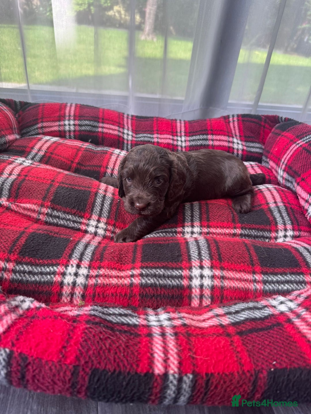 Cocker Spaniel dogs for sale: Cocker spaniel puppies  - Image 7