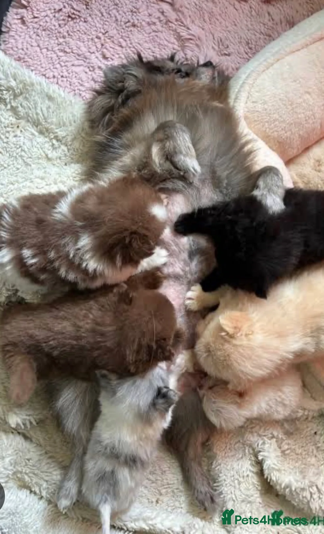 Pomeranian dogs for sale: Tiny white boy  - Advert 10