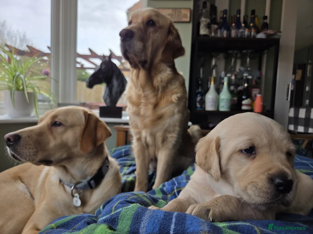 Goldador dogs for sale: Chunky Golador Puppies - Advert 1