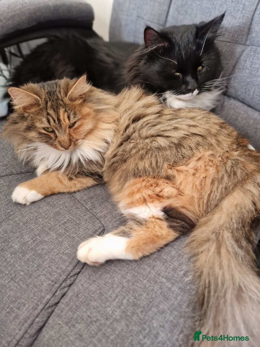 Maine Coon cats for sale: Maine coon mixed breed - Image 3