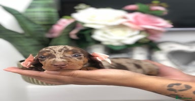 Miniature Dachshund dogs - Advert 10