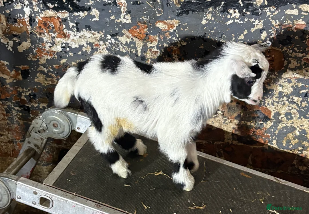 Goats livestock for sale: Very Friendly Pygmy Goat Wethers - Advert 6
