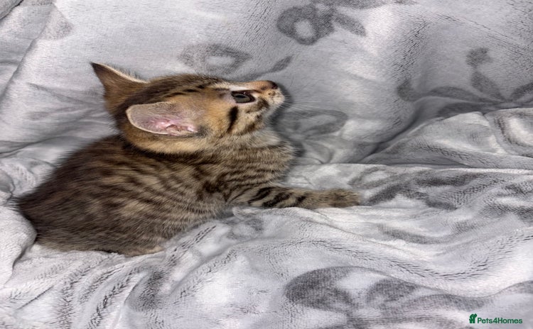 Bengal cats - Advert 2