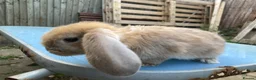French Lop rabbits for sale: French Lop Bunnies in London - Advert 15