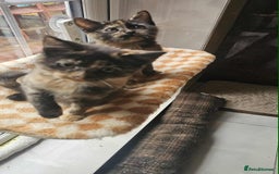 British Shorthair cats for sale: Stunning British Shorthair Kittens Ready Now! - Image 31