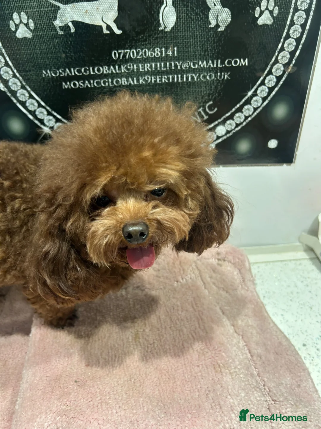 Yorkiepoo dogs for sale: Asian toy poodle puppy’s  in Sittingbourne - Advert 2