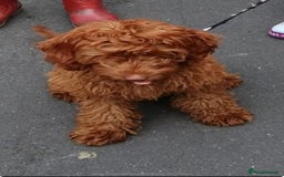 Cockapoo dogs for sale: Beautiful F2 Cockapoo Puppies - Image 8