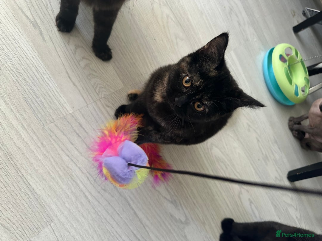 Mixed Breed cats for sale: British Short Hair Cross-Sphinx  - Advert 15