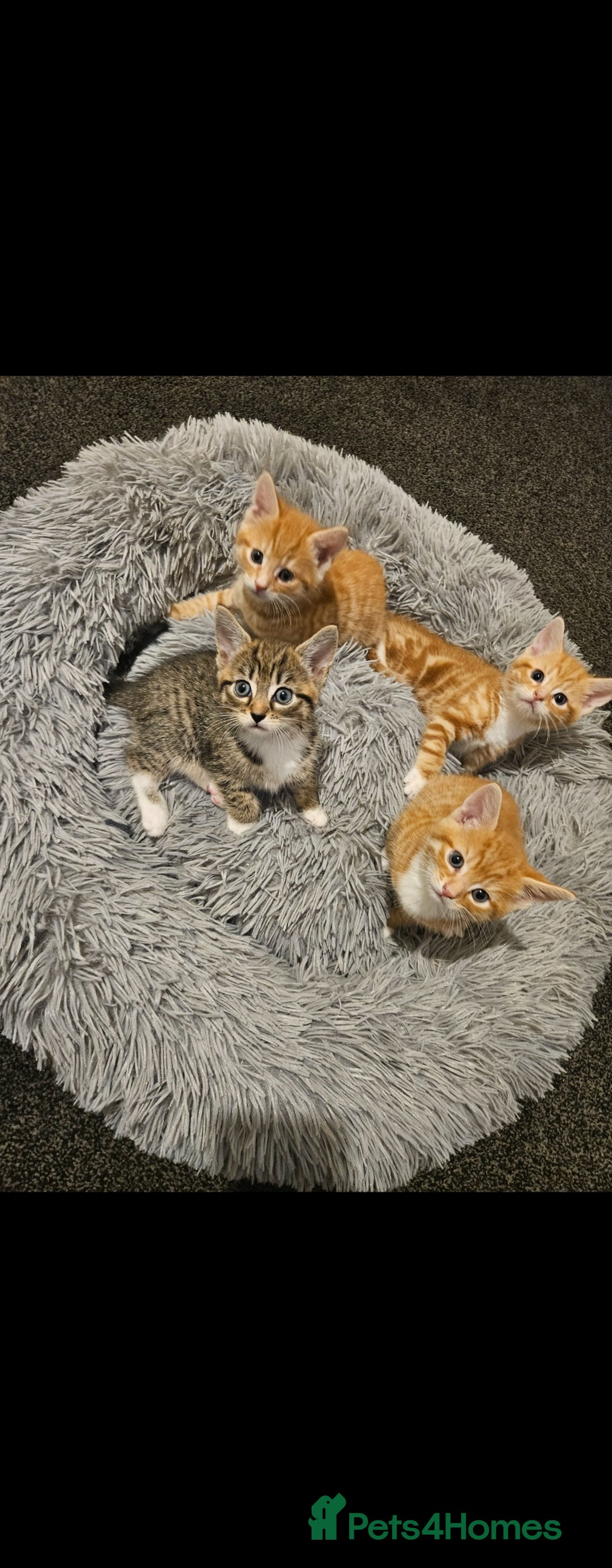 Bengal cats for sale: Bengal Kittens - Image 2