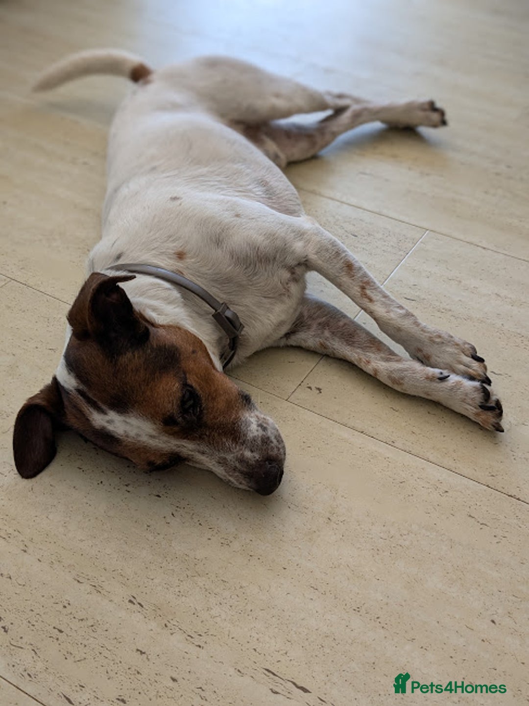 Jack Russell dogs for adoption: Magnificent Milo JRT / Plummer - Image 2