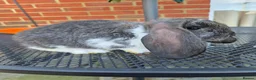 French Lop rabbits for sale: French lops  - Advert 3