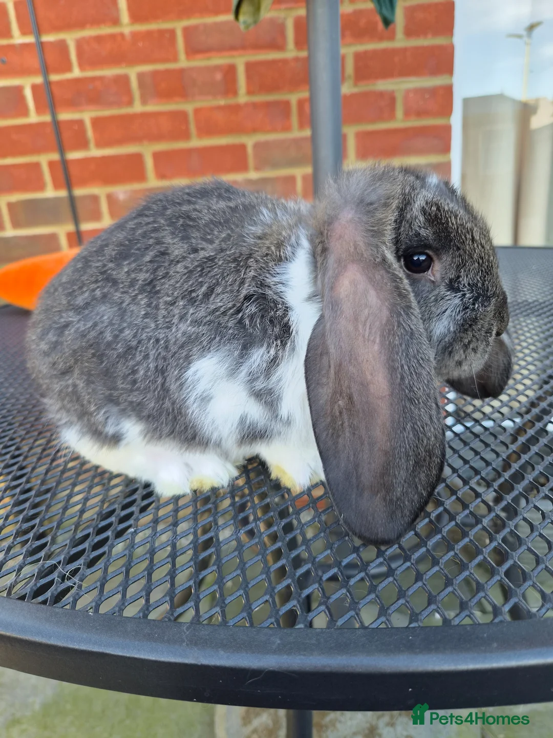 French Lop rabbits for sale: French lops  - Advert 3