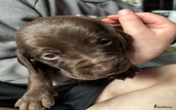 Mixed Breed dogs for sale: Weimardoodle - Image 5