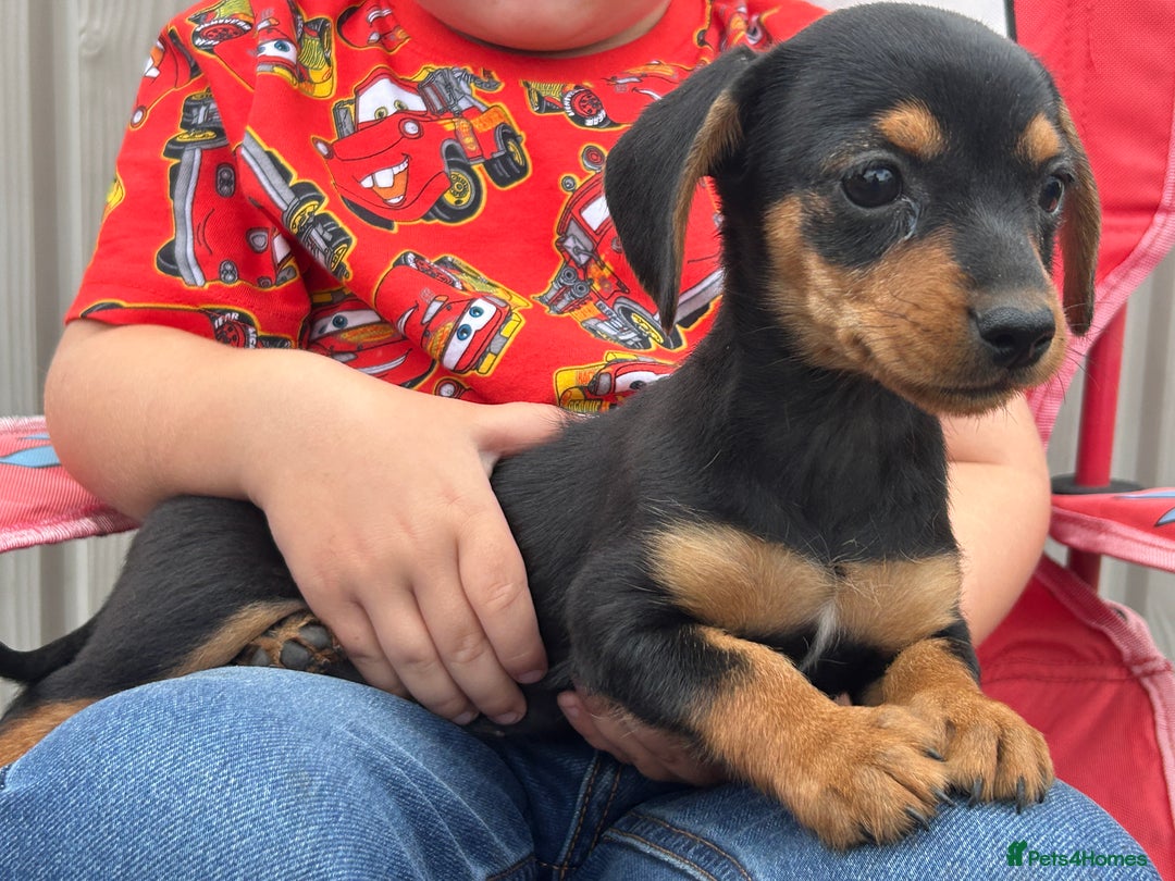 Mixed Breed dogs for sale: Dorkie puppies - Image 10