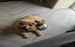 Chow Chow dogs for sale: Outstanding 3 beautiful chow pups - Image 6