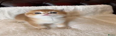 Bilbo