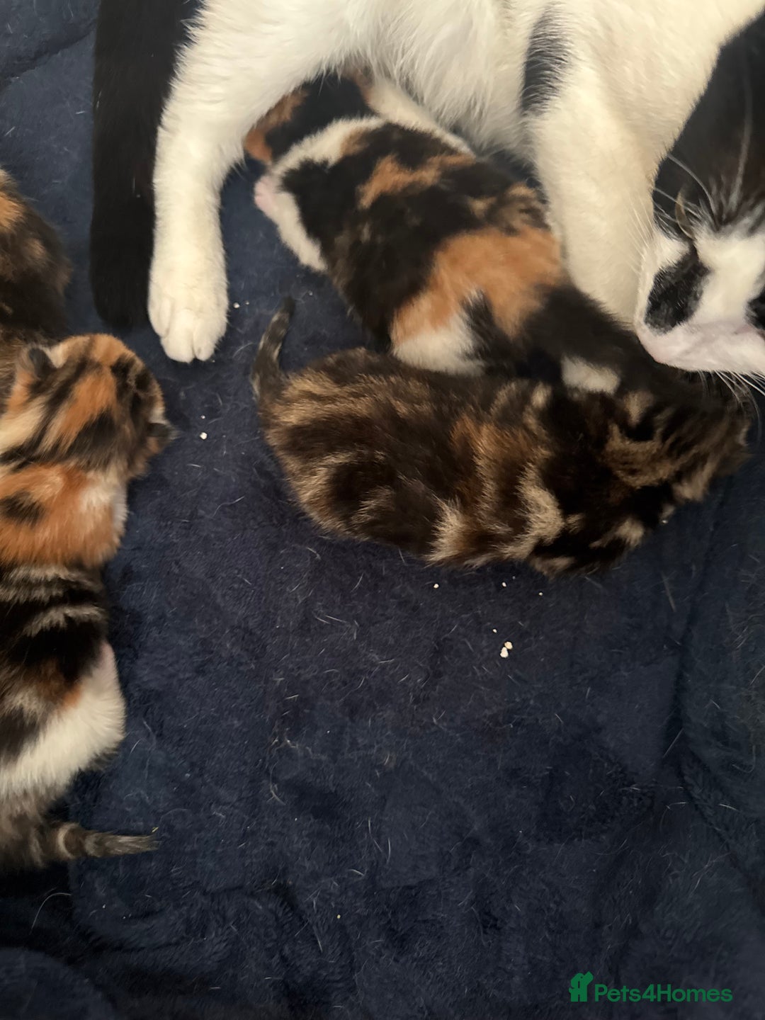 Domestic Shorthair cats for sale: 3 kittens to go  - Image 5