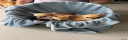 Chihuahua dogs for sale: 4 smooth coat apple head Chihuahua puppies - Advert 3