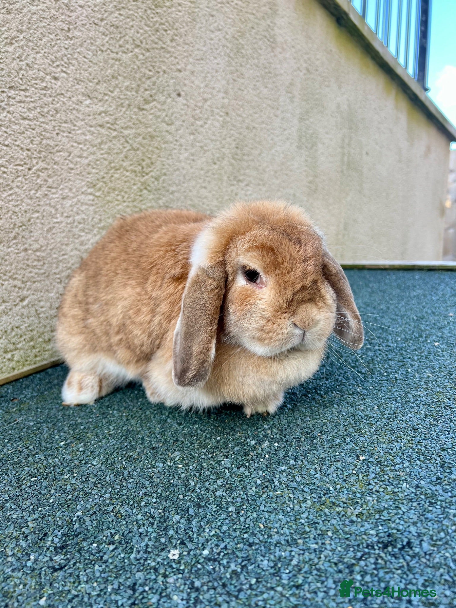 Mini Lop rabbits FREE - 2 beautiful mini lop earned rabbits. - Advert 1