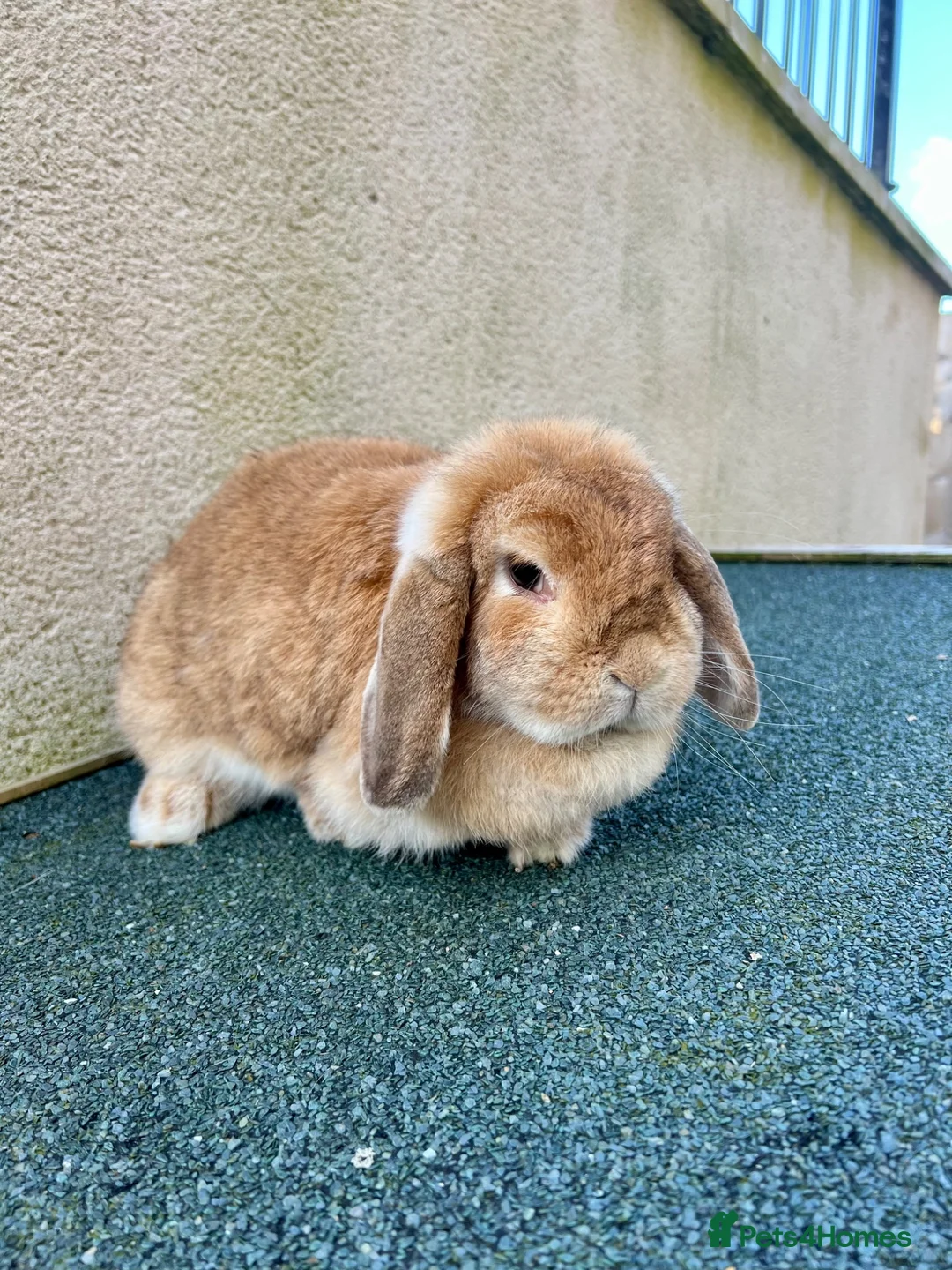 Mini Lop rabbits for sale: FREE - 2 beautiful mini lop earned rabbits. - Advert 1