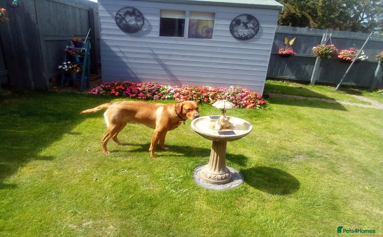Labrador Retriever dogs - Advert 3